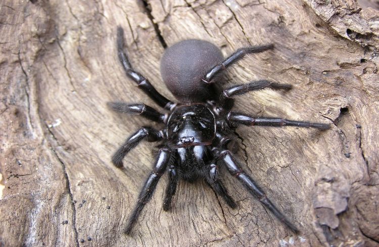 black spider on tree