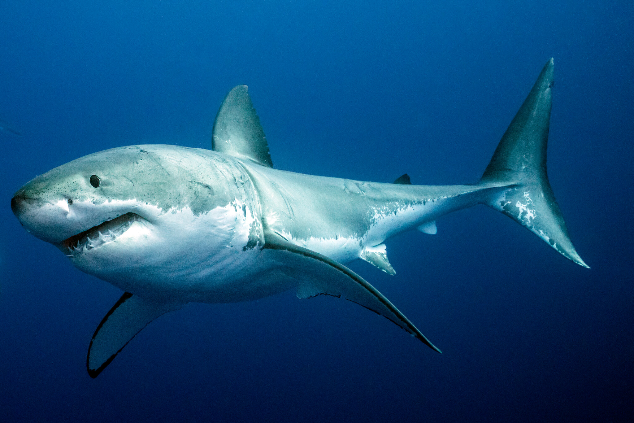 blue shark