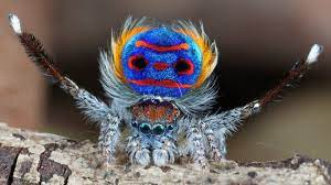 rainbow spider