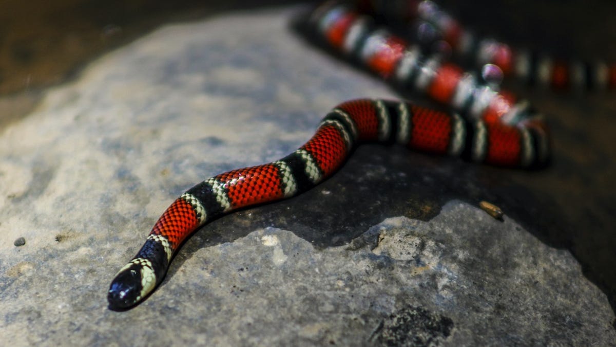 red snake