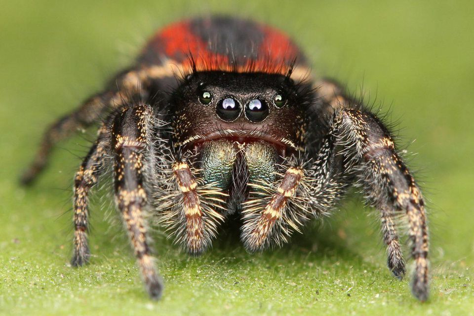 red spider