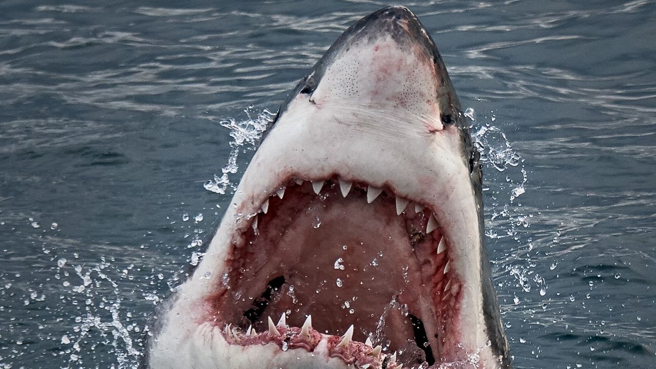 teeth shark